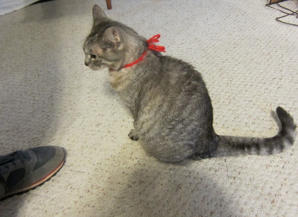 Hemi cat wearing read yarn bow