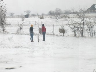 taylor, sarah, sheep in snow