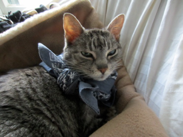 Hemi cat wearing bandana