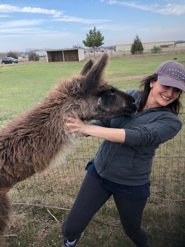 Lilly and Luna llama