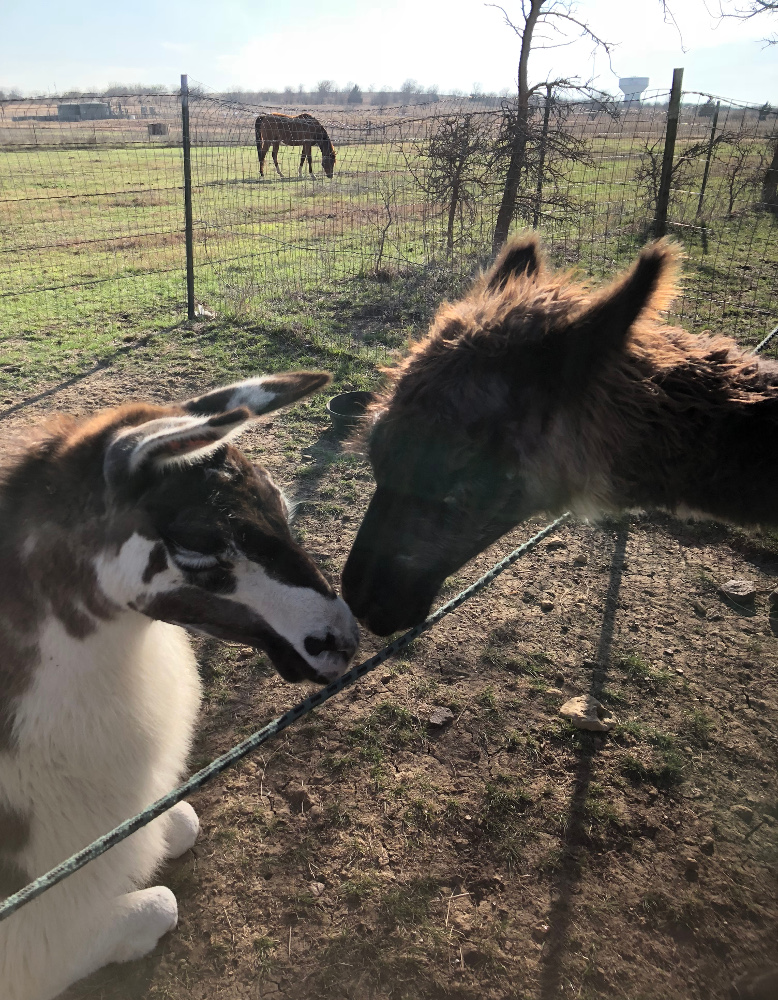 llamas touching noses