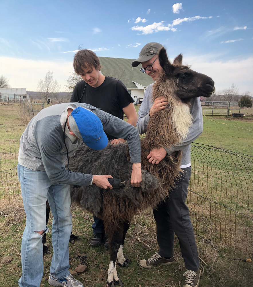 llama shearing