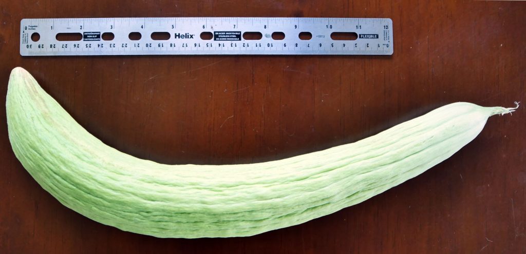 English cucumber shown with a ruler to be over a foot in size