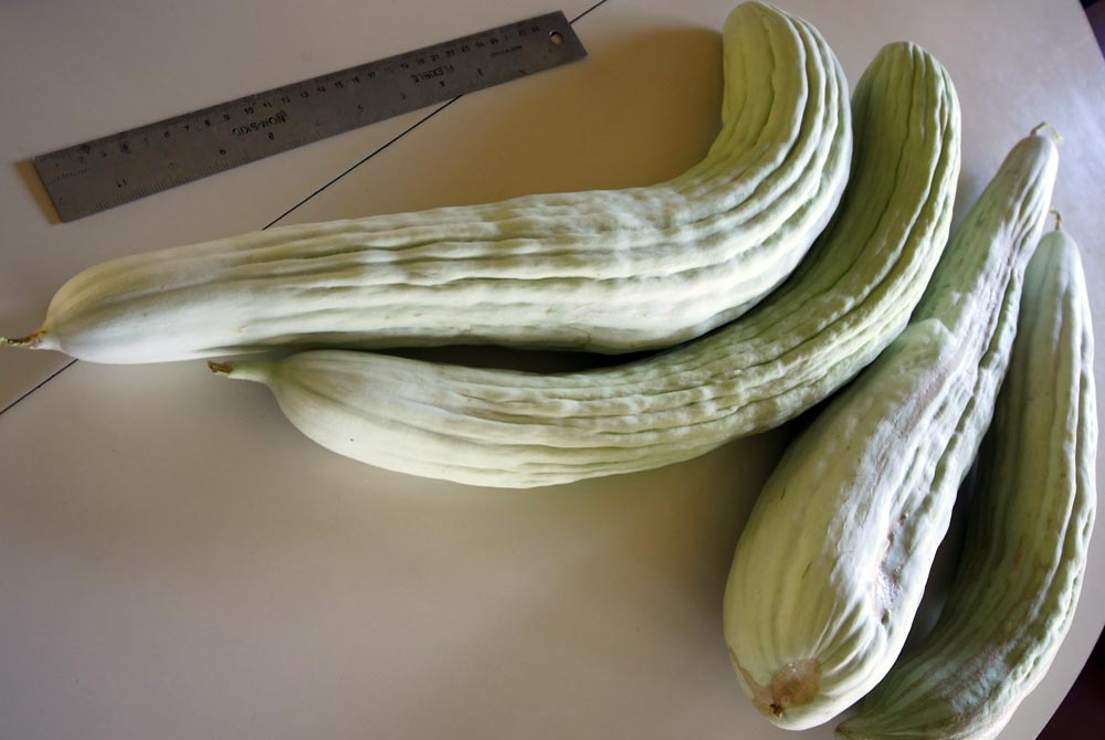 English cucumbers with a ruler showing them to be well over a foot in length