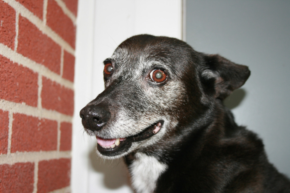 Macy the dog smiling
