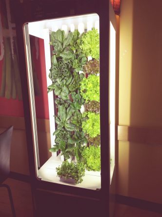 Lettuce growing in vertical hydroponic garden